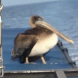 Meet your Posher, Jeffrey